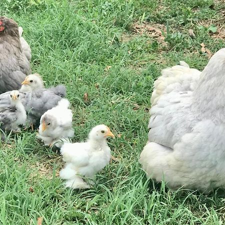 Appartamento In Cascina -La Cascinetta Di Ali- Roatto Buitenkant foto