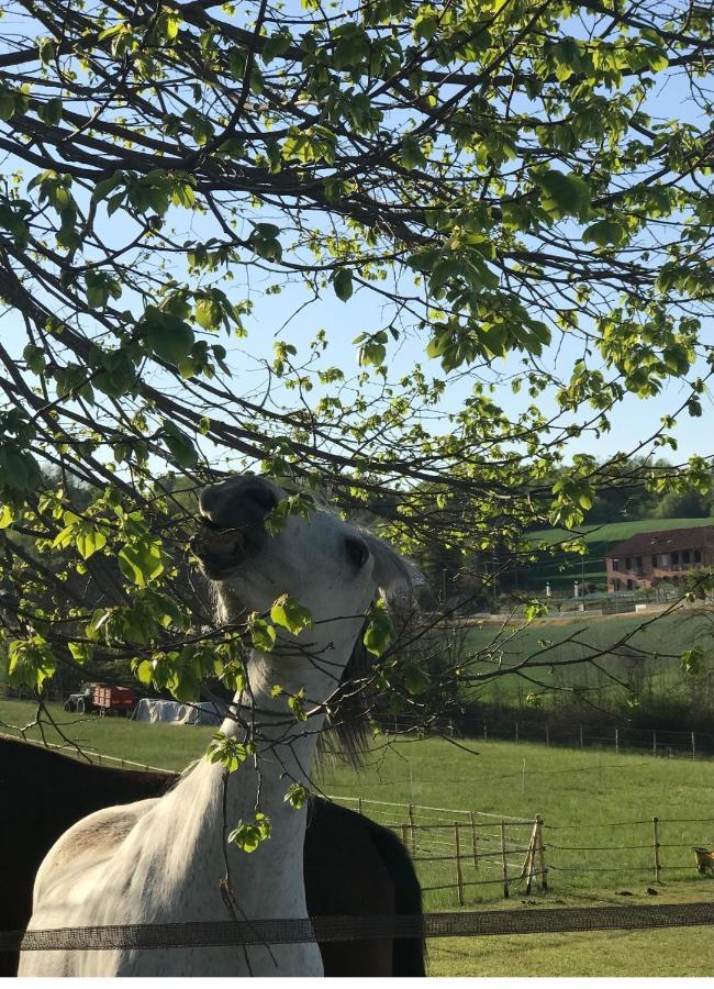 Appartamento In Cascina -La Cascinetta Di Ali- Roatto Buitenkant foto
