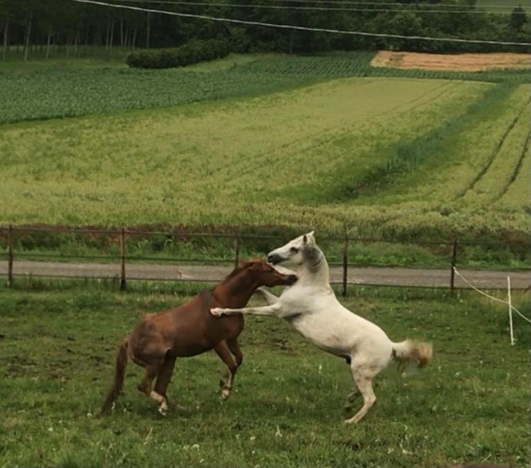 Appartamento In Cascina -La Cascinetta Di Ali- Roatto Buitenkant foto